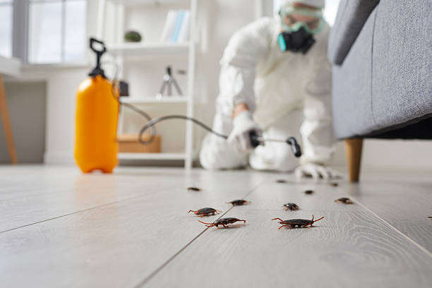 Post-Treatment Bed Bug Interceptor Monitoring in Hutchison